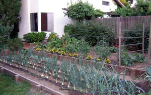 Rows of Walla Walla onions grow in one of Village Homes’ many common area gardens.